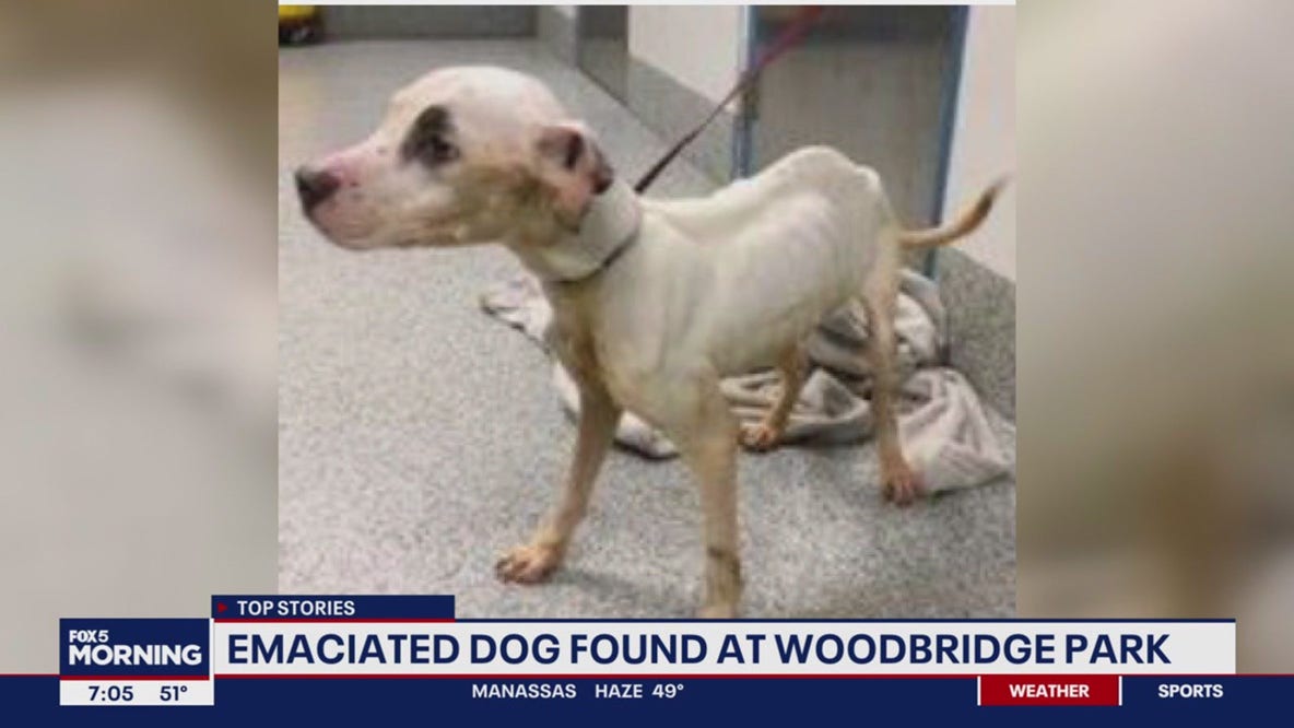Emaciated dog abandoned in Woodbridge park; police search for suspect